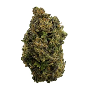 GMO Strain
