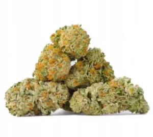 Buy Aventus8 Sour Space Candy 7g online, Aventus8 Sour Space Candy 7g price, Order Aventus8 Sour Space Candy 7g flower, Aventus8 Sour Space Candy 7g for sale, Purchase Aventus8 Sour Space Candy 7g blend, Aventus8 Sour Space Candy 7g shipping