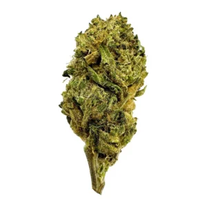 Lambo Strain